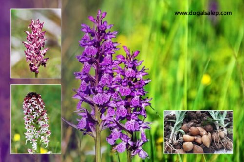 Salep Soğanı Neden Yasaktır? | Dayıoğlu Salep