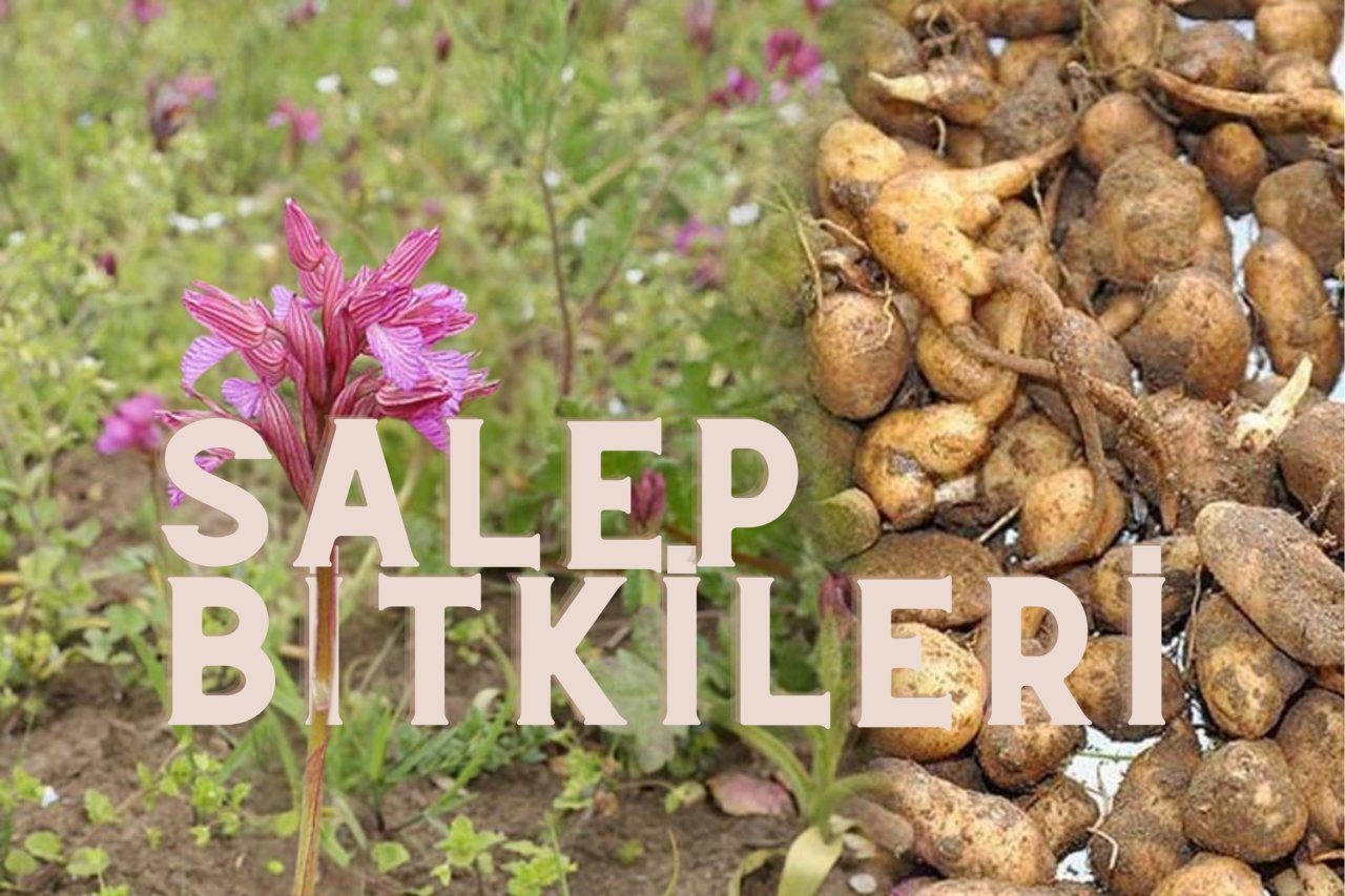 Salep Hangi Bitkiden Yetişir? | Dayıoğlu Salep